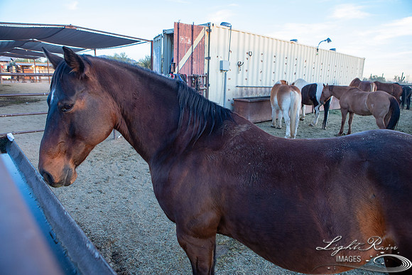 Toothie (55 of 428)