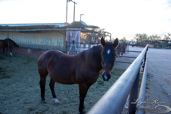 Toothie (56 of 428)
