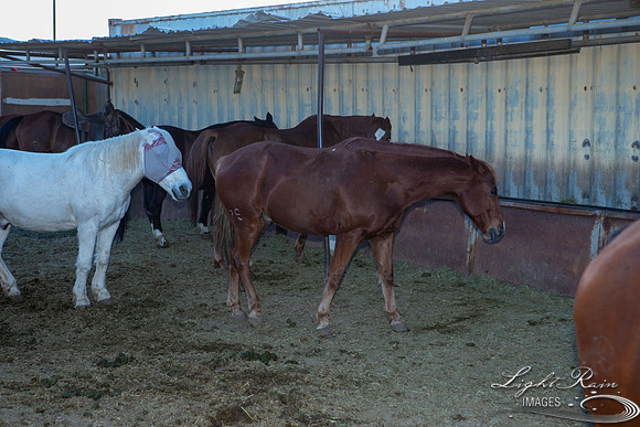 Toothie (58 of 428)