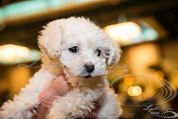 726-FlavorsPHX-LightRainImages05272016